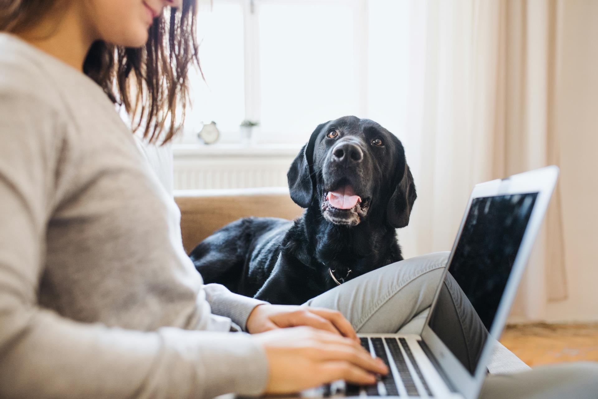 dog computer